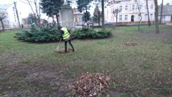 park przy ul. Bankowej - sprzątanie liści